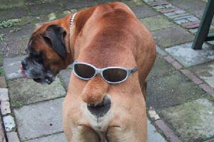 dog_face.jpg